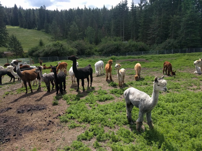Alpacas